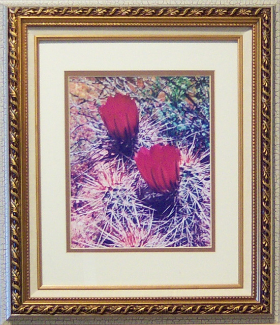 Cactus Blooms on Hedgehog